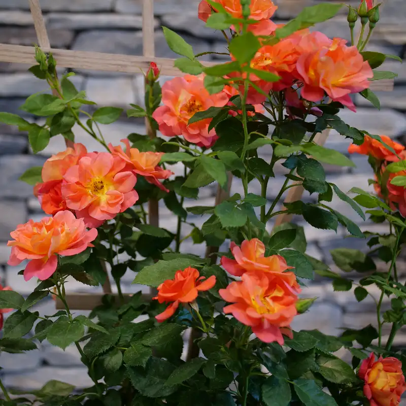 Rise Up Emberays Rose | Spring Meadow- wholesale liners - Spring Meadow ...