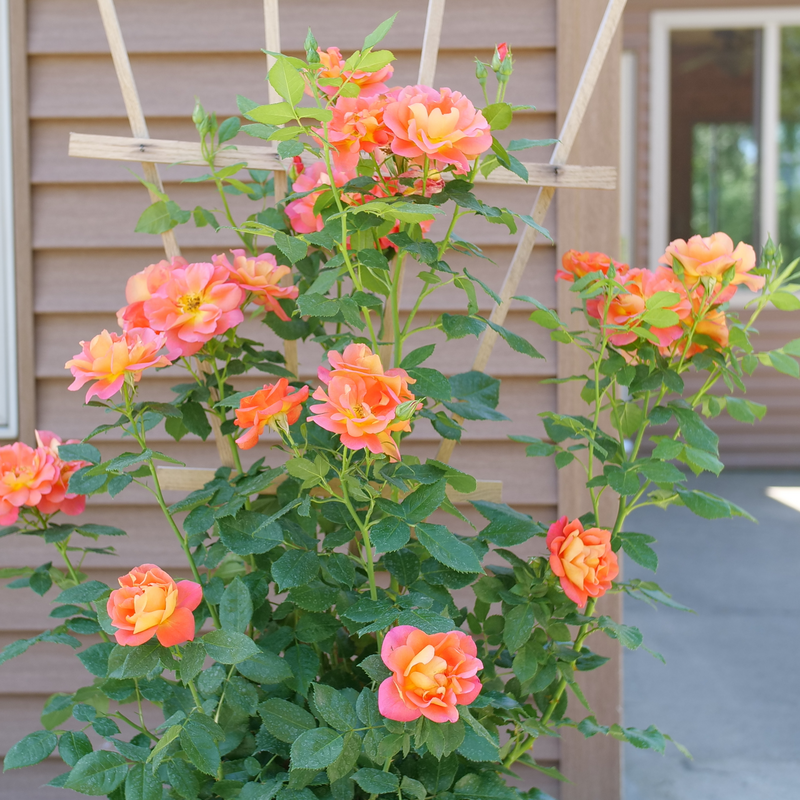 Rise up Emberays Rose climbing on a trellis.