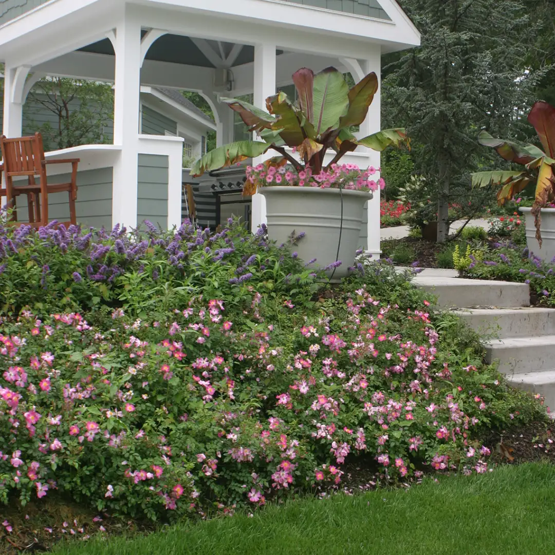 Oso Easy Fragrant Spreader Rose | Spring Meadow - wholesale liners