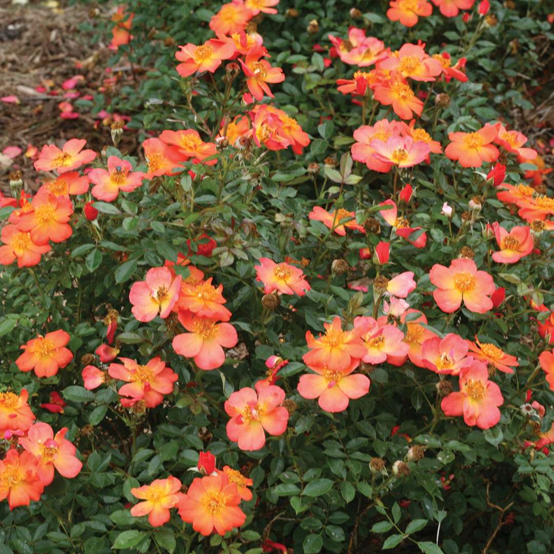 Heavy blooming Oso Easy Hot Paprika Rose in mulch