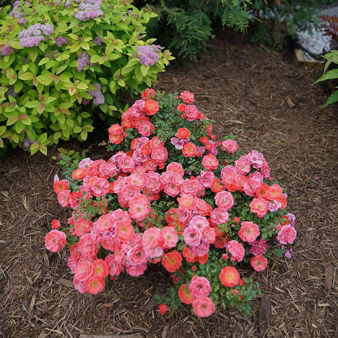 Heavy blooming Oso Easy Mango Salsa Rose in a garden bed