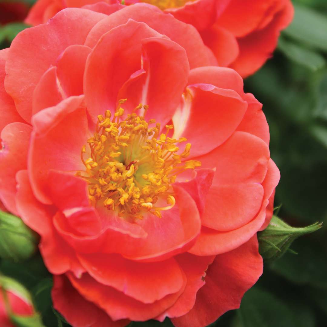 Close up of orange Oso Easy Mango Salsa Rose bloom