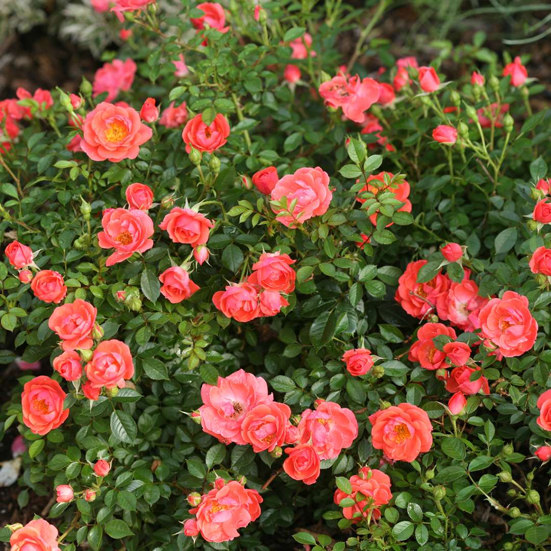 Abundant blooms of Oso Easy Mango Salsa Rose