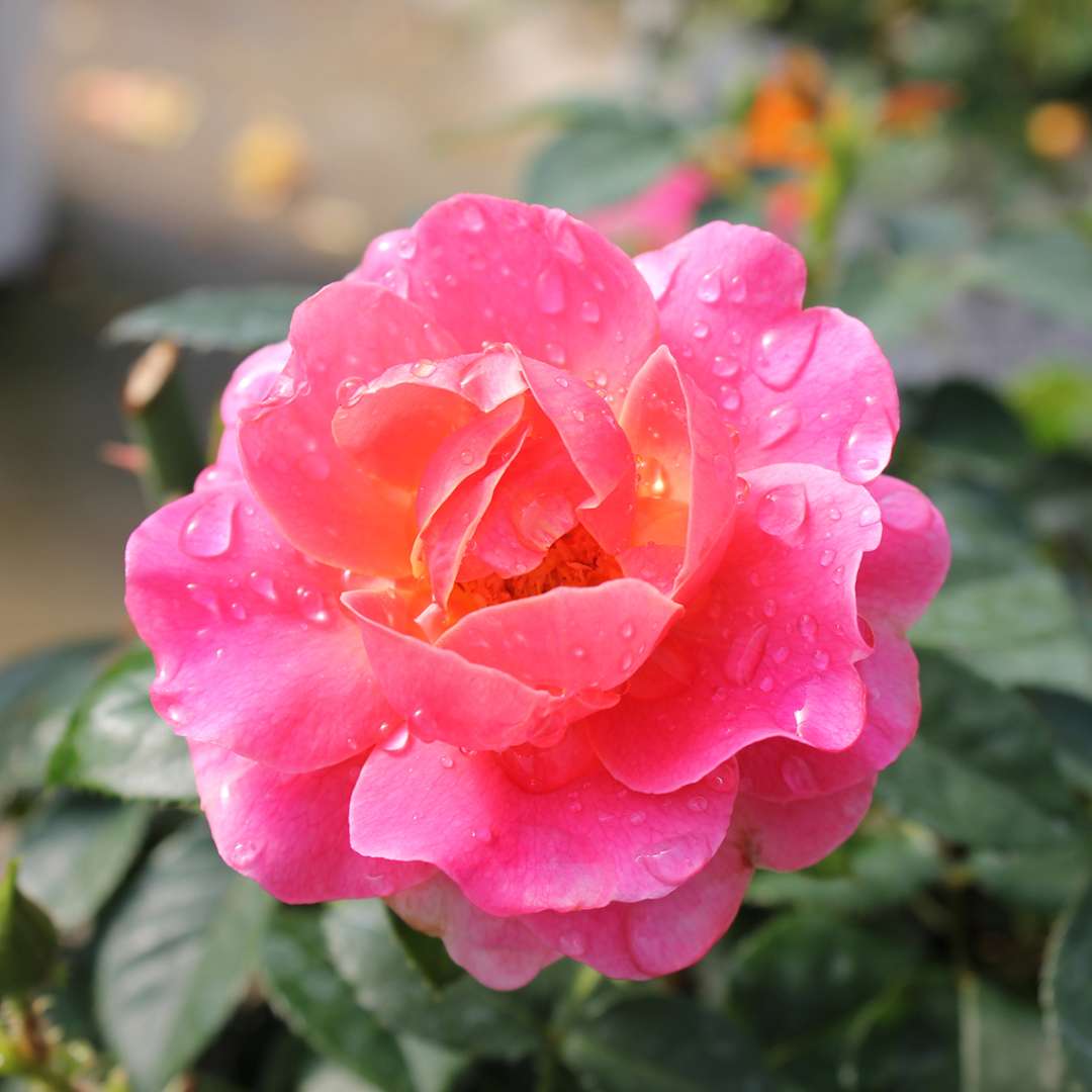 Close up of vibrant pink Oso Easy Mango Salsa Rose bloom