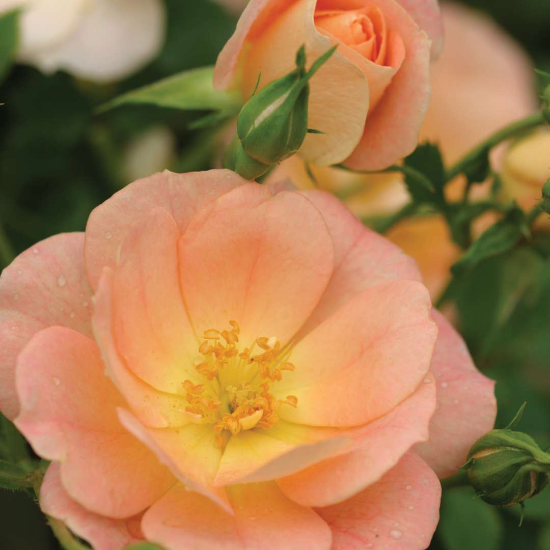 Close up of pale orange Oso Easy Peachy Cream Rose bloom