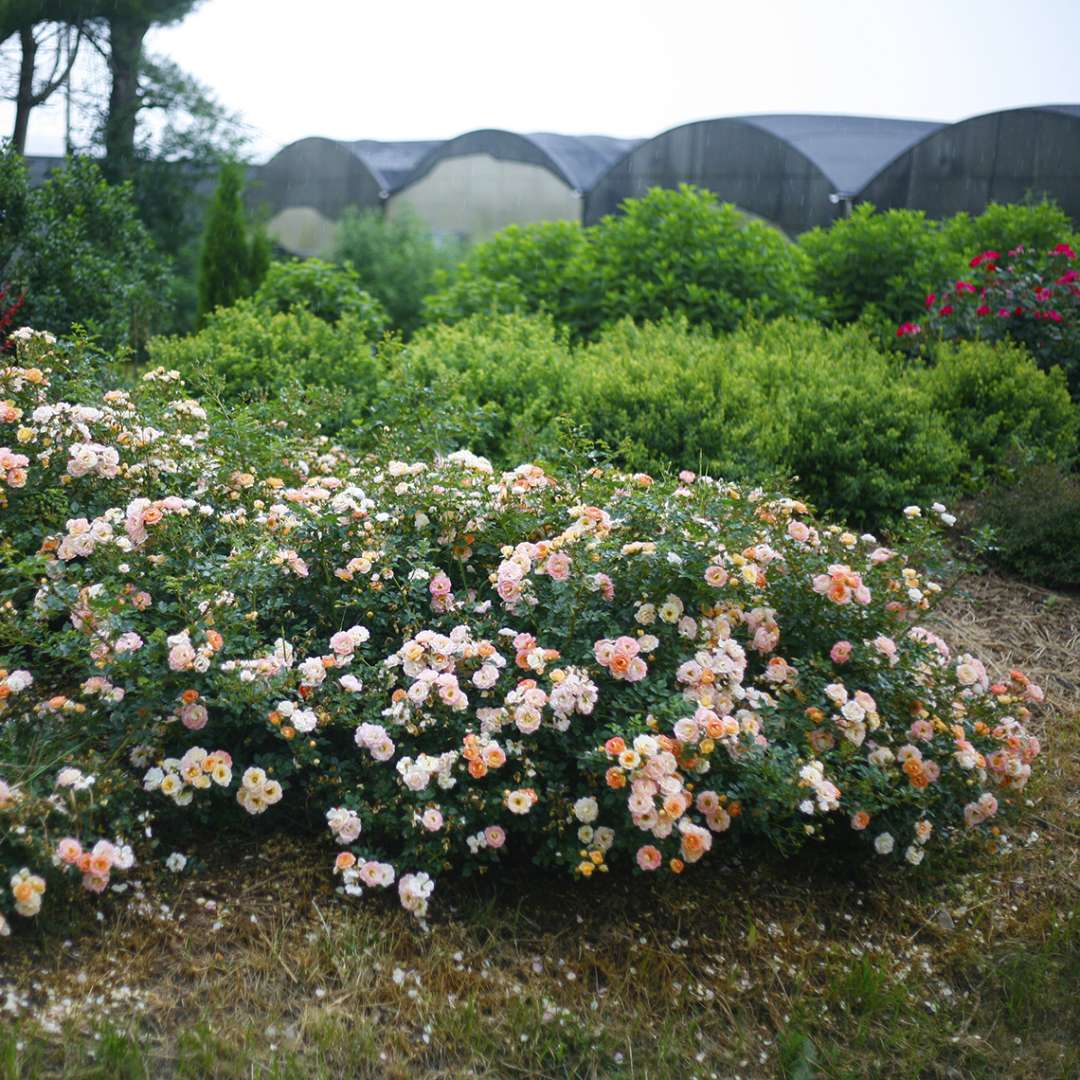 Oso Easy Peachy Cream Rose heavy blooming in garden bed