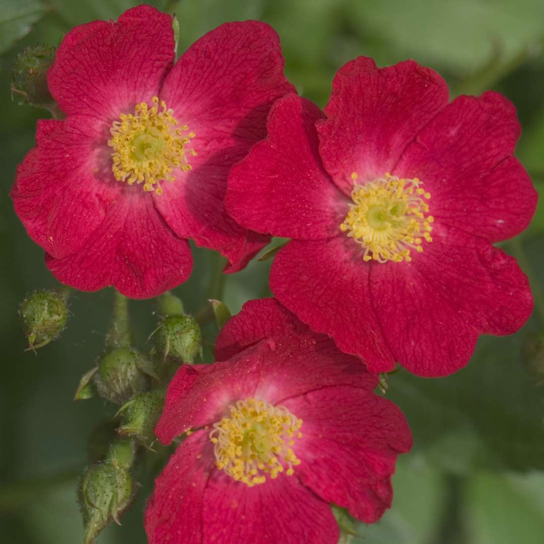 Close up of vibrant red Oso Happy Candy Oh Rose blooms