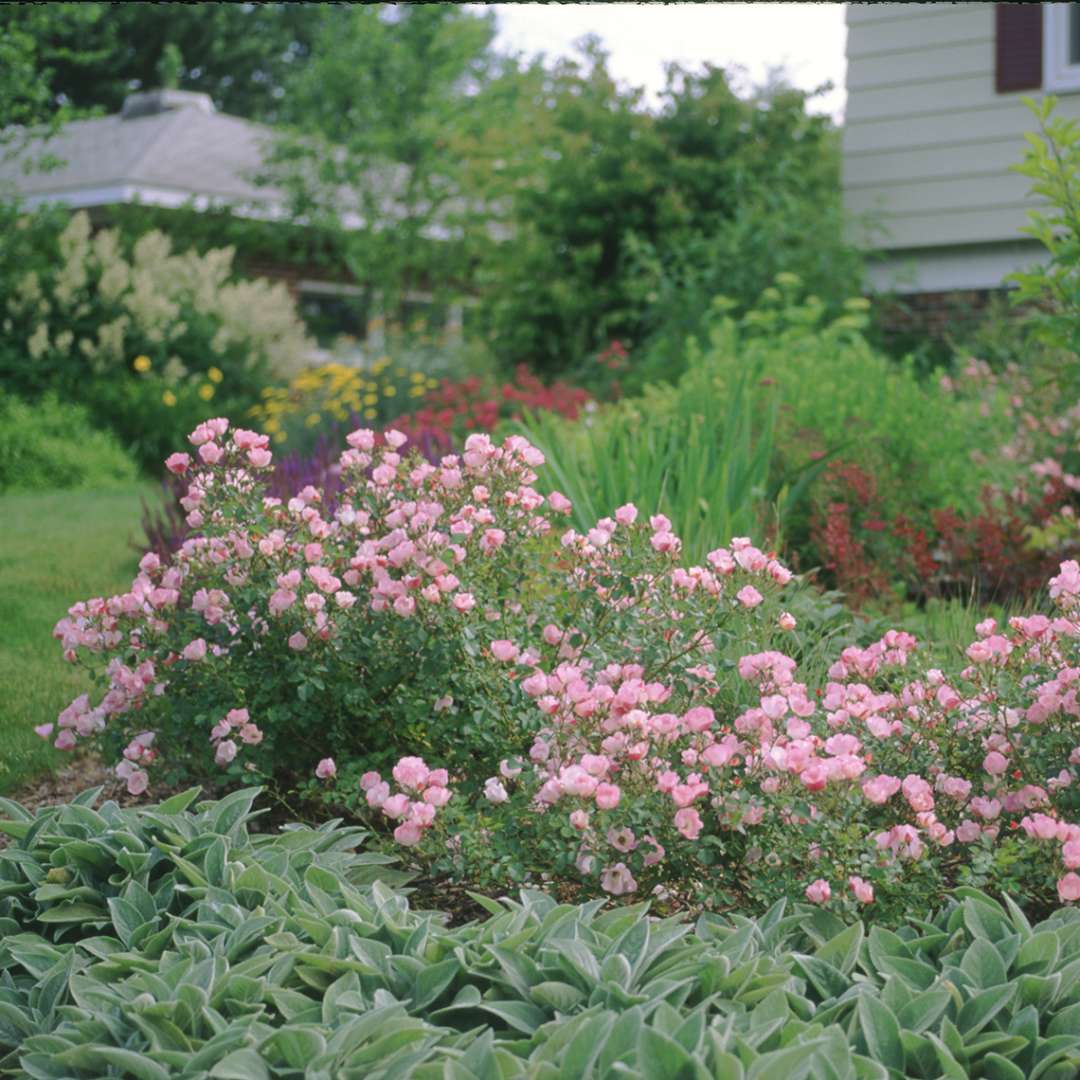 The Fairy Rose blooming in a row in a garden bed