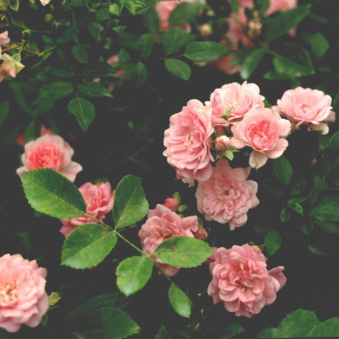 Abundant blooms from The Fairy Rose