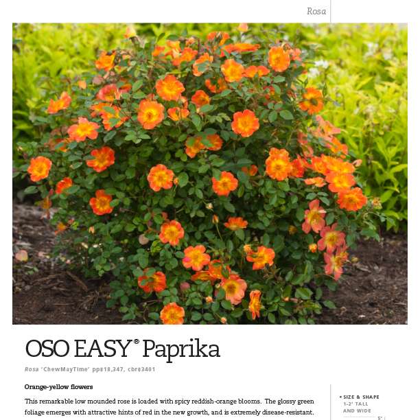 Preview of Oso Easy® Paprika Rosa Spec Sheet PDF