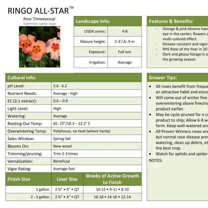 Ringo All-Star Rosa Professional Grower Sheet - Spring Meadow Nursery