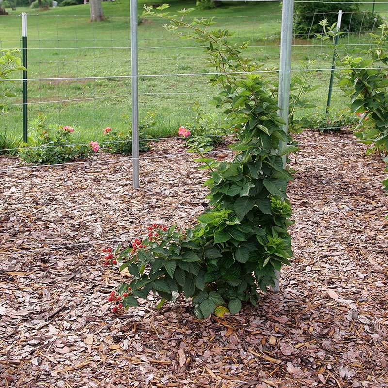 Taste of Heaven rubus growing in a garden