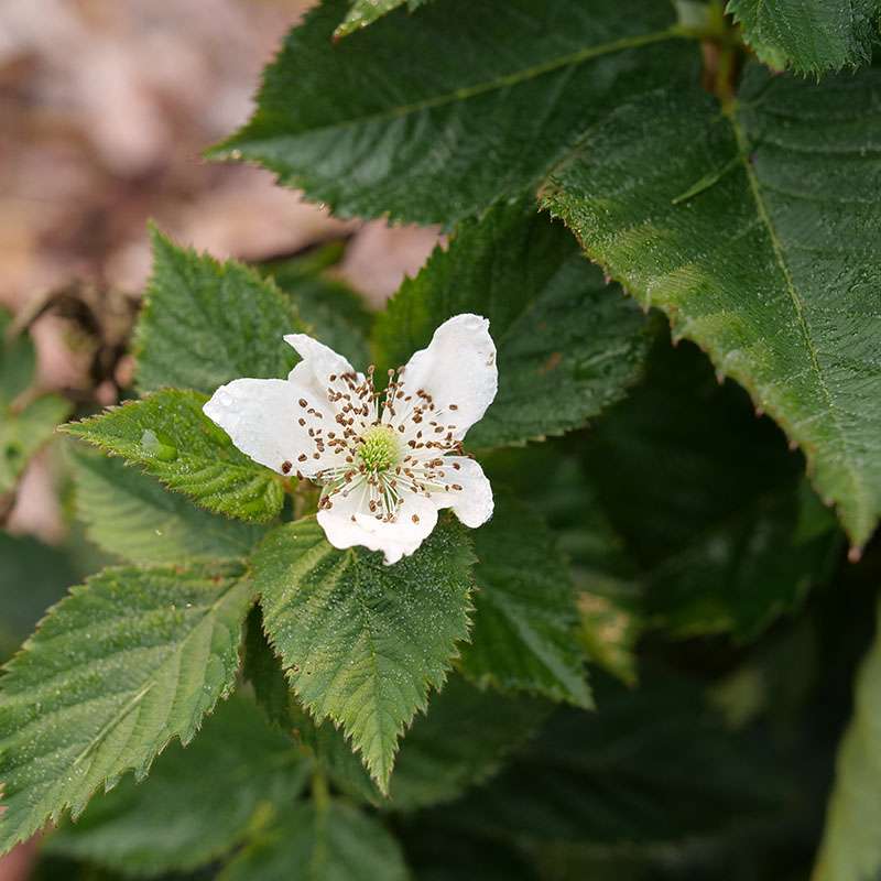 Close up of a white bloom of Taste of Heaven Blackberry