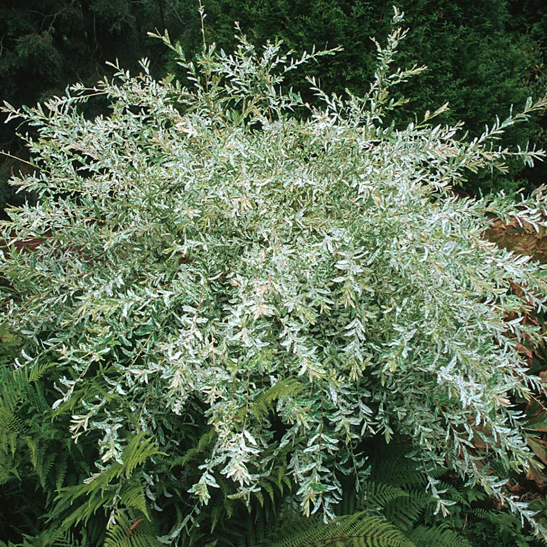 Hakuro Nishiki dappled willow's green and white foliage