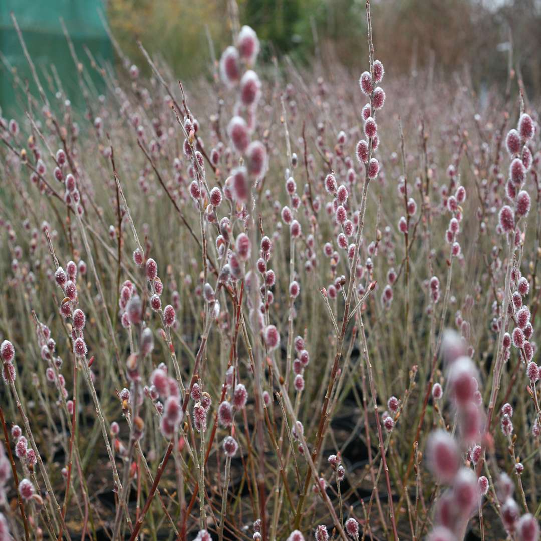 Mt Asama Salix heavy blooming in the landscape