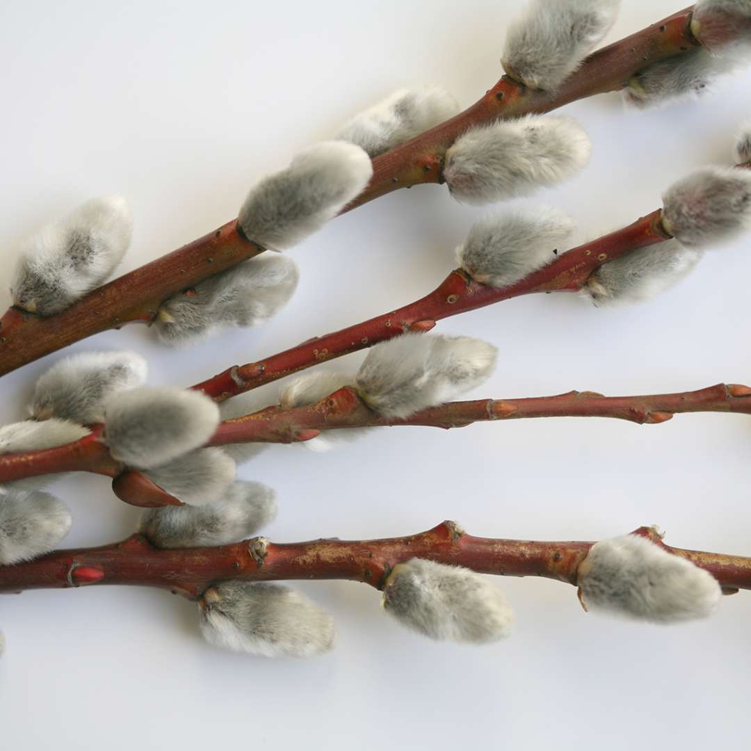 Close up of Winter Glory Salix blooms