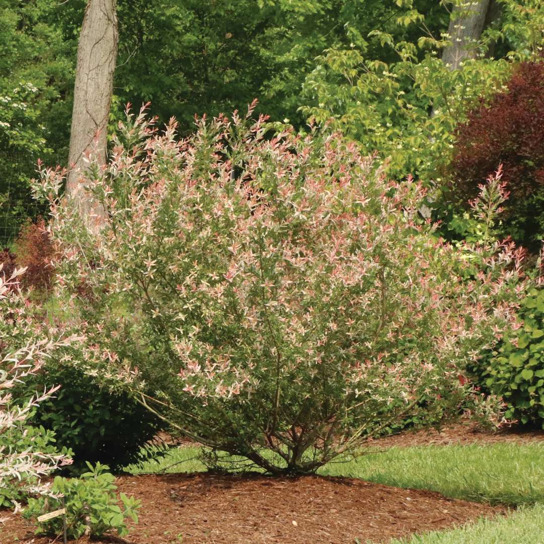 Chromatica salix in the landscape.
