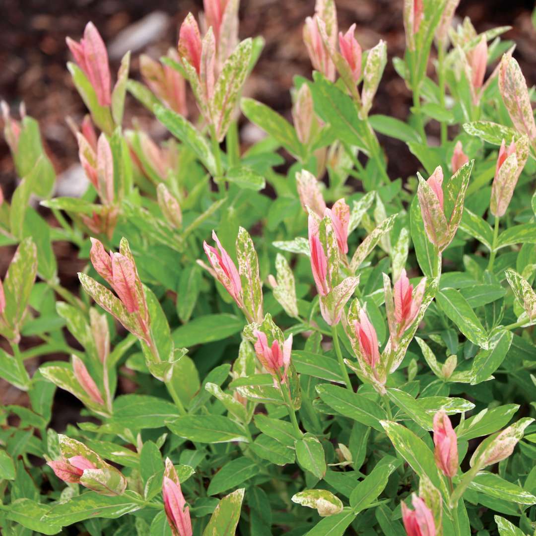Chromatica salix variegated foliage. 