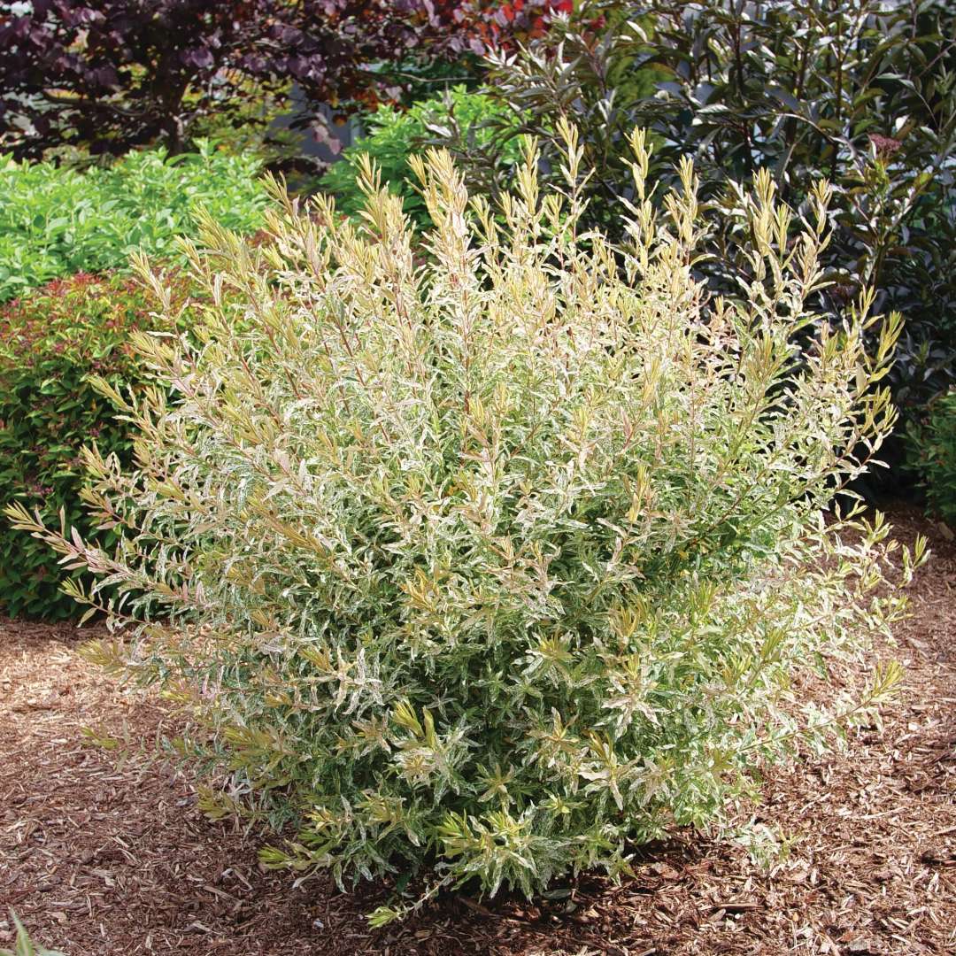 Chromatica salix in the landscape.