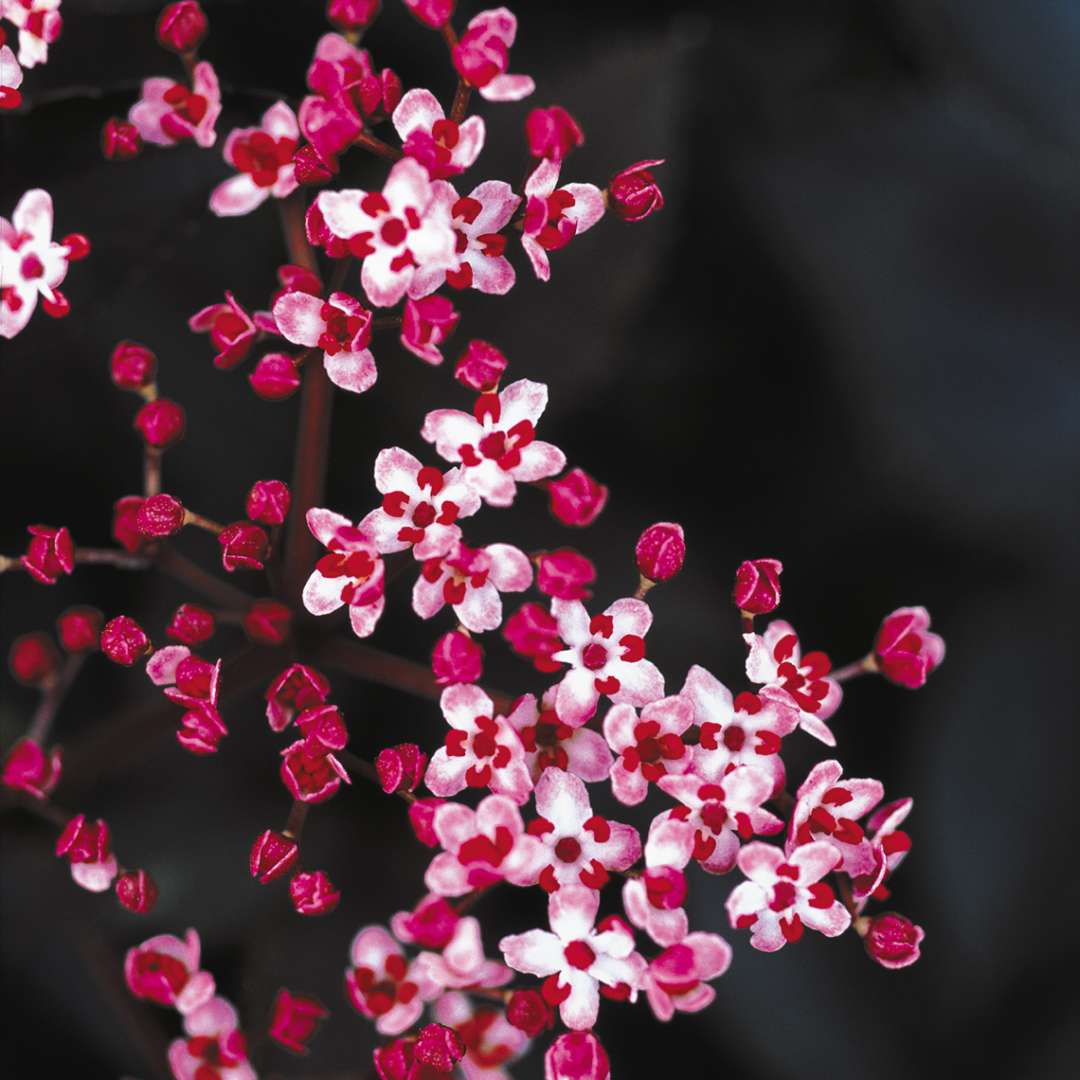 Close up of pink and white Black Beauty Sambucus