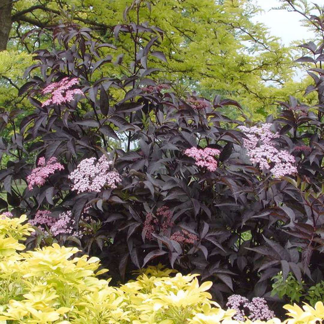 Black Beauty Sambucus blooming in the landscape