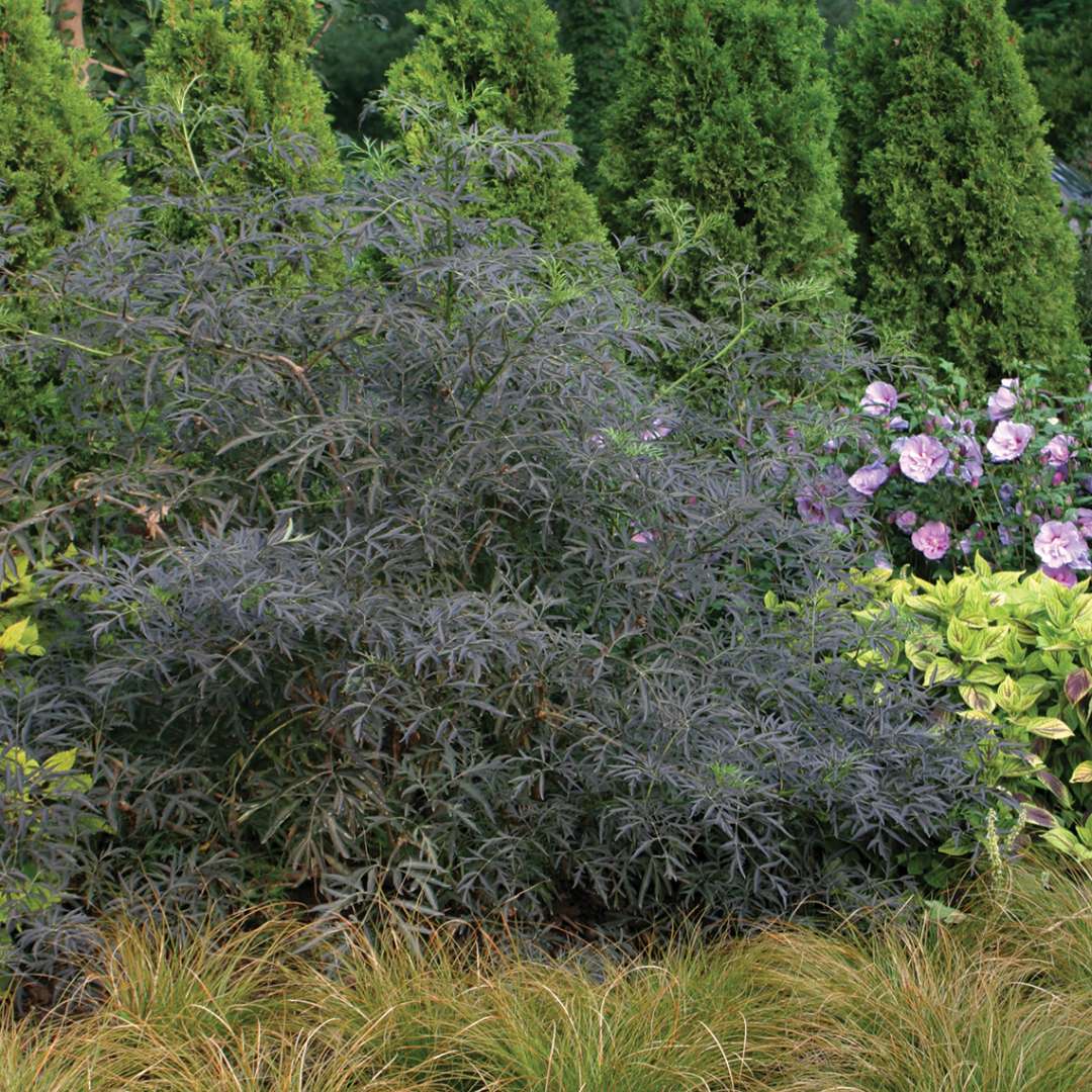 Black Lace Sambucus dark foliage in a flower bed