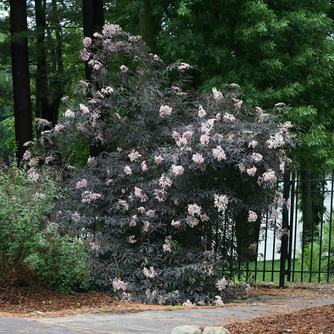 Black Lace elderberry blooming next to iron rod fence in landscape