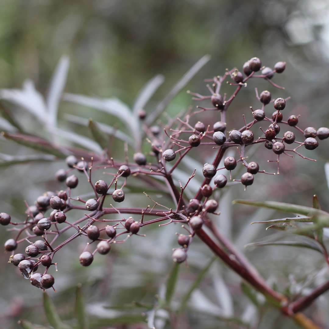 Close up of dark burgundy Black Lace Sambucus berries