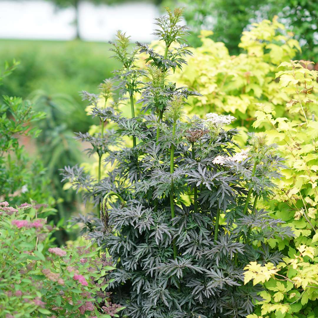 Laced Up elderberry in the garden