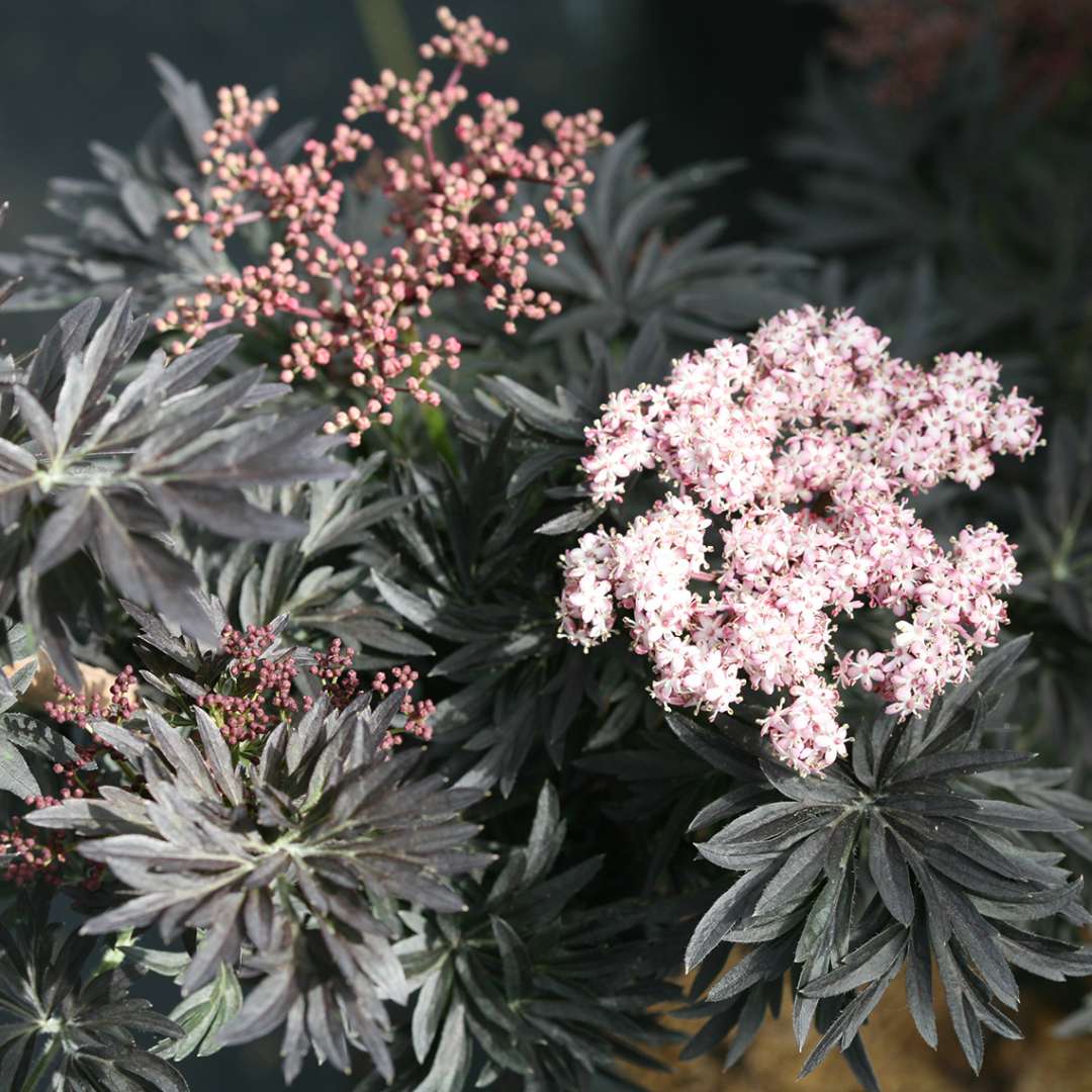 Close up of light pink Laced Up Sambucus bloom with dark foliage