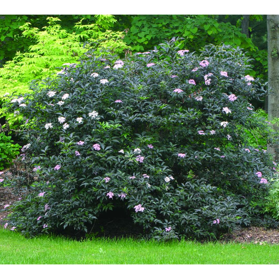 Black Beauty Sambucus in landscape