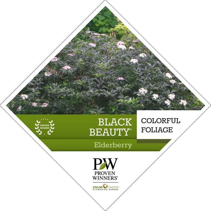 Preview of Black Beauty® Sambucus Tag PDF