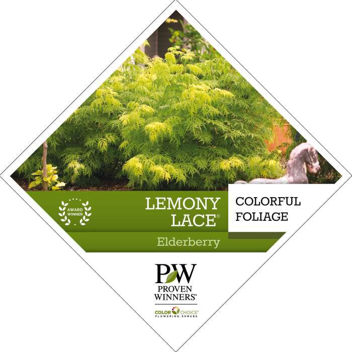 Preview of Lemony Lace® Sambucus Tag PDF