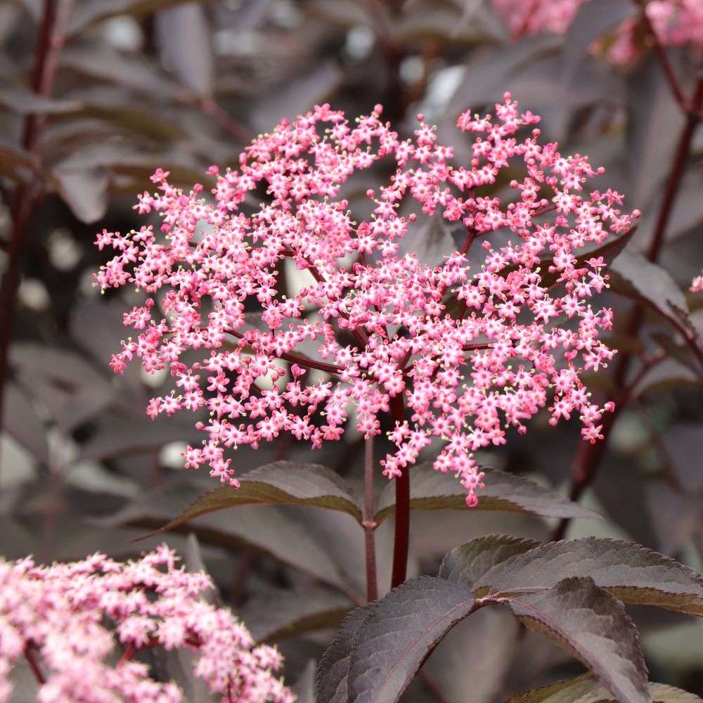 Close up of the dark purple foliage and bright pink flowers of Pink Pony elderberry 