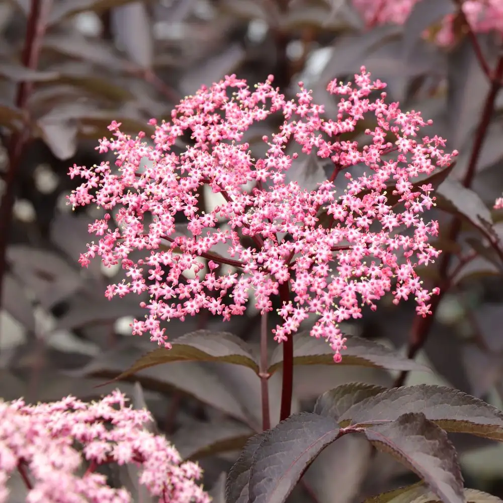 Pink Pony Sambucus | Spring Meadow - wholesale liners - Spring
