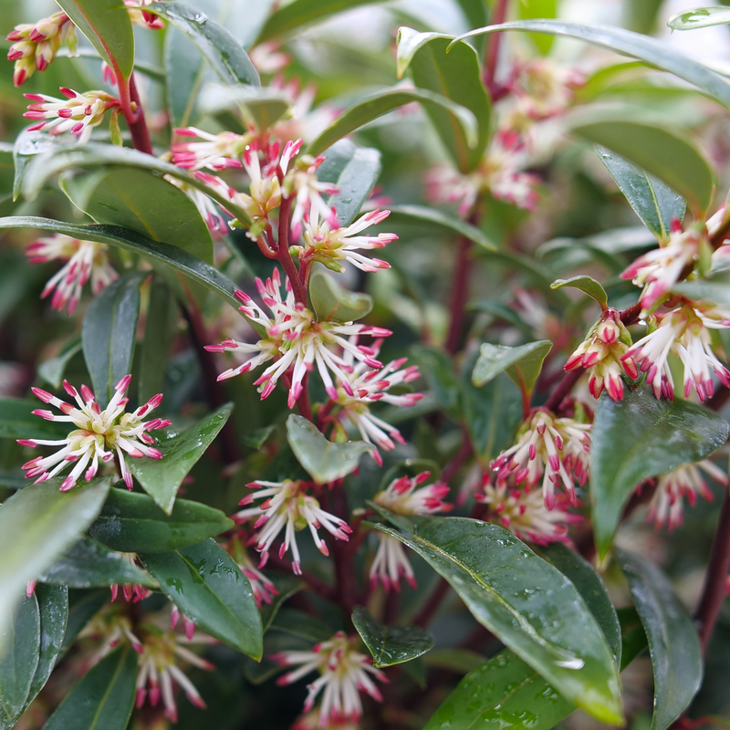 A close-up of Sweet & Lo sweet box showing multiple red-tipped white flowers and green glossy foliage. 