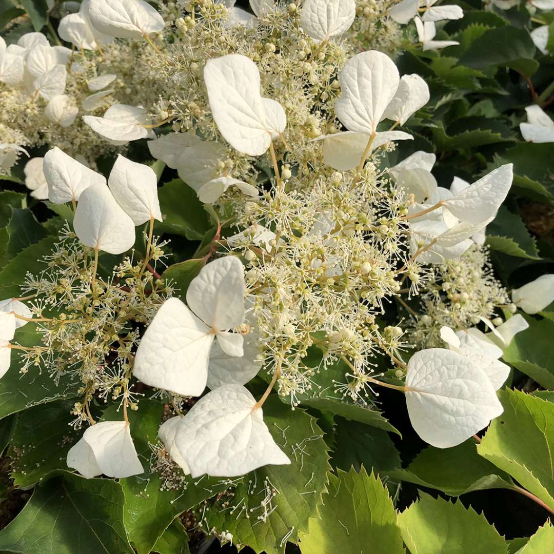 Close up of Schizophragmia Flirty Girl's white blooms