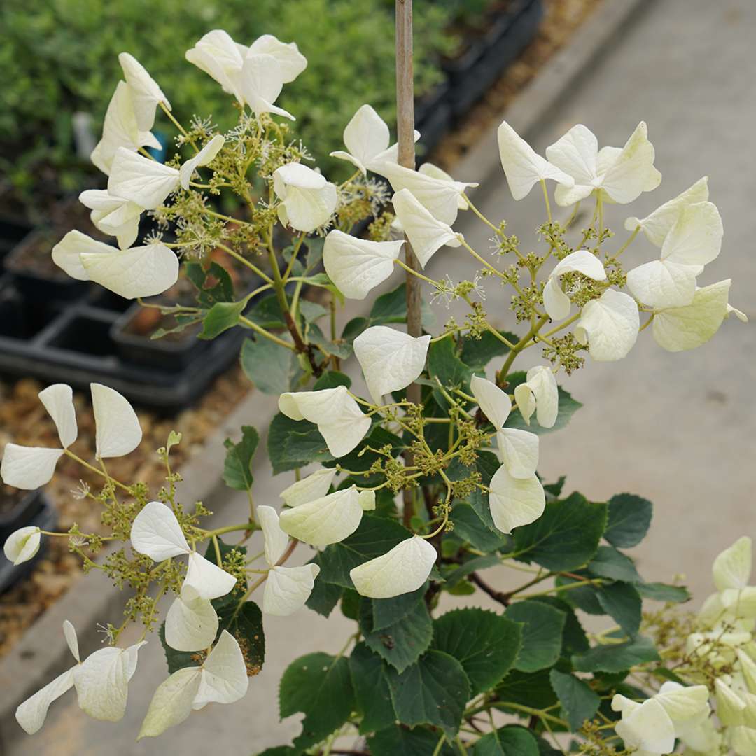 Close up of Flirty Girl schizophragmia's white blooms in a greenhouse