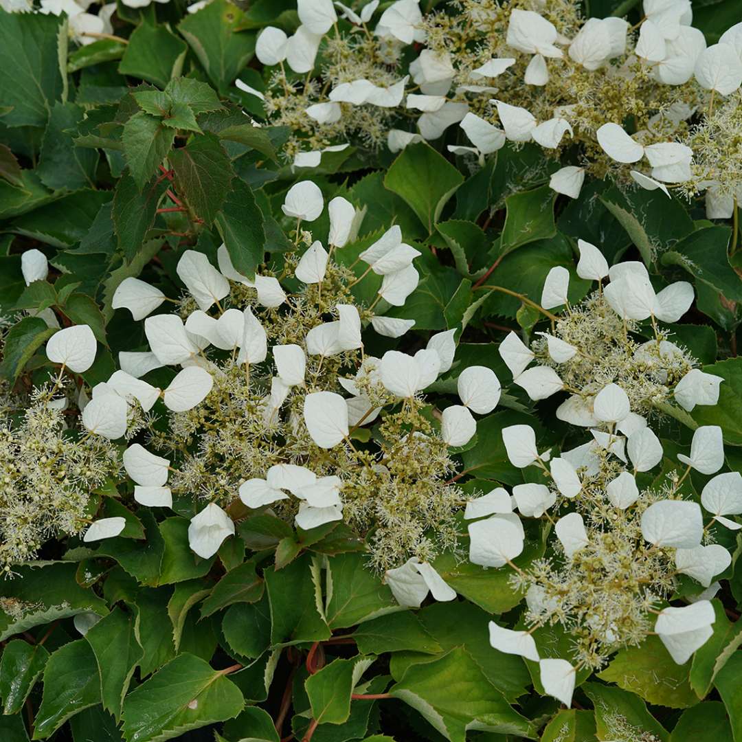 Flirty Girl false hydrangea vine's white summer blooms against its green foliage