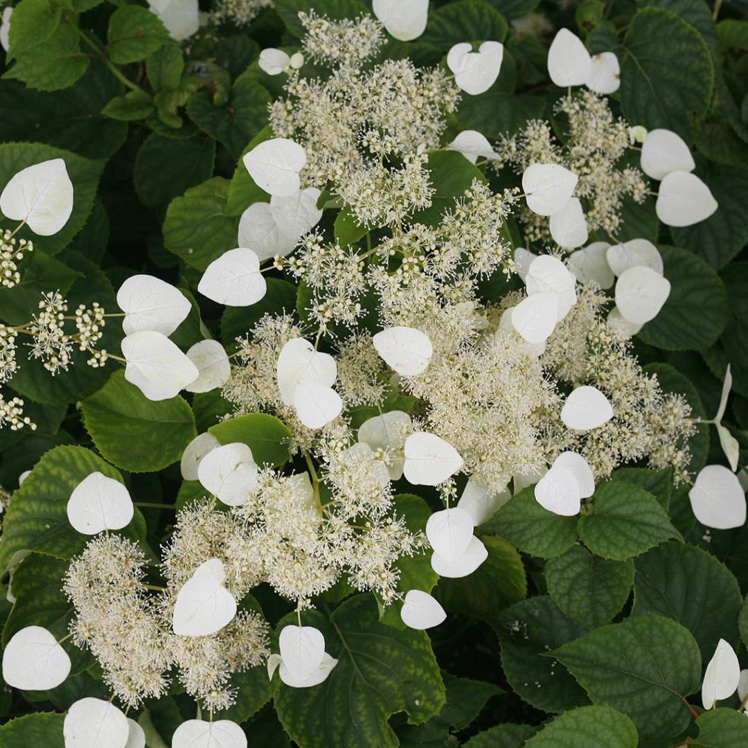 Close up of white Moonlight Schizophragma blooms