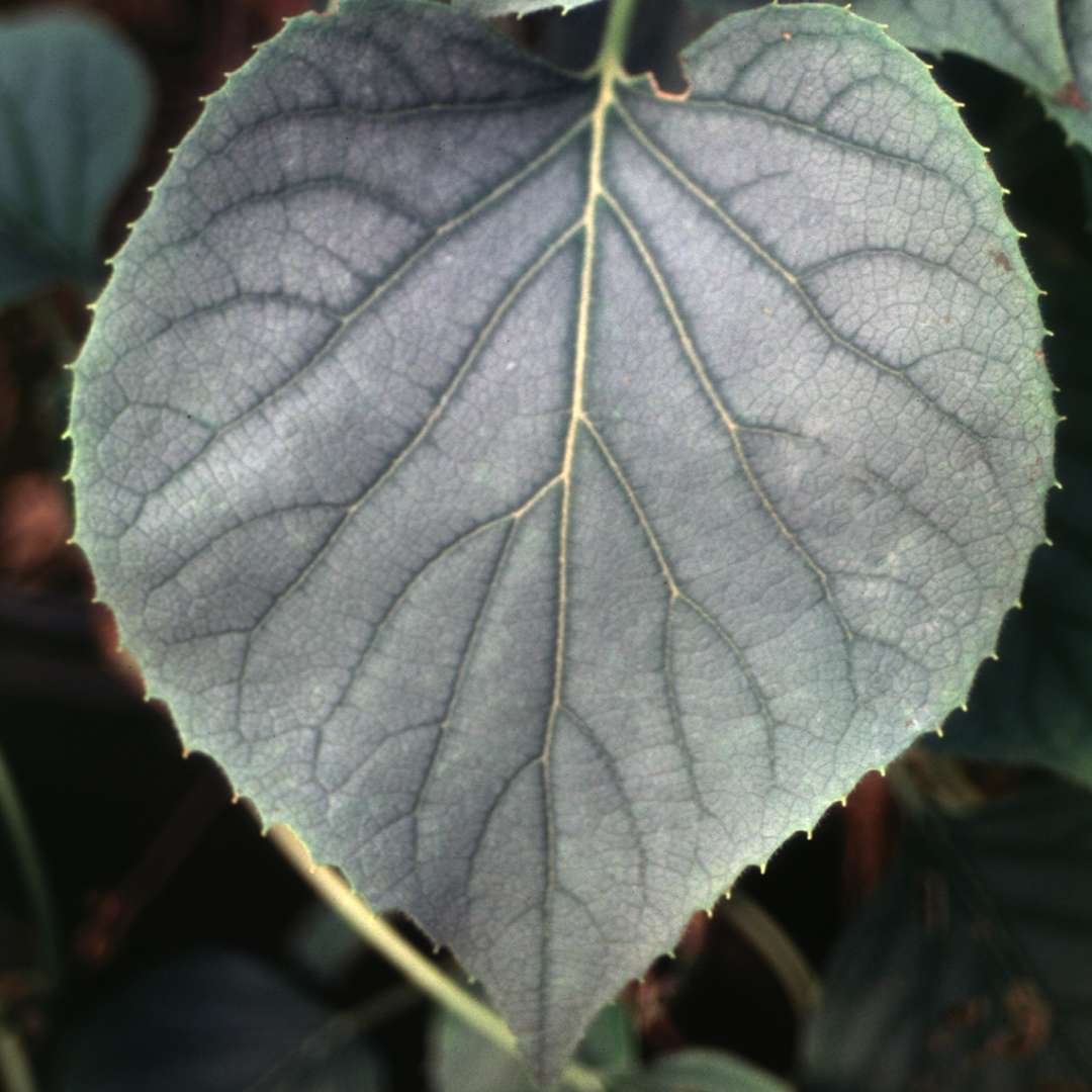 Close up of silver Moonlight Schizophragma foliage