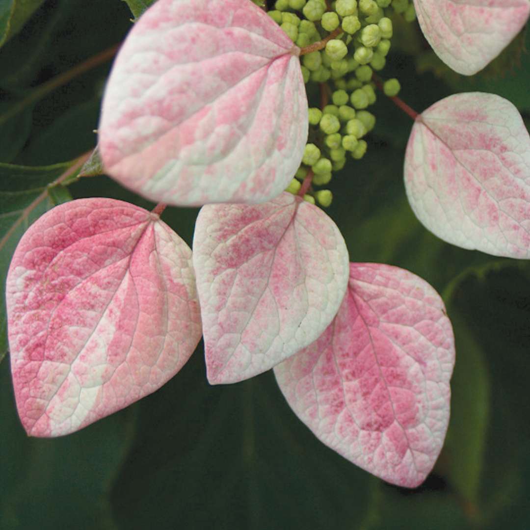 Close up of pink and white Rose Sensation Schizophragma blooms