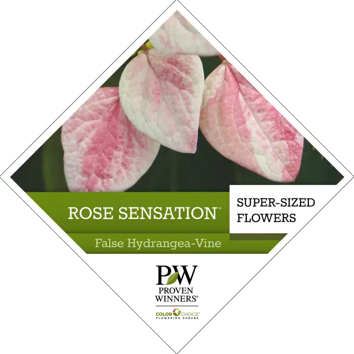 Rose Sensation™ Schizophragma Tag - Spring Meadow Nursery
