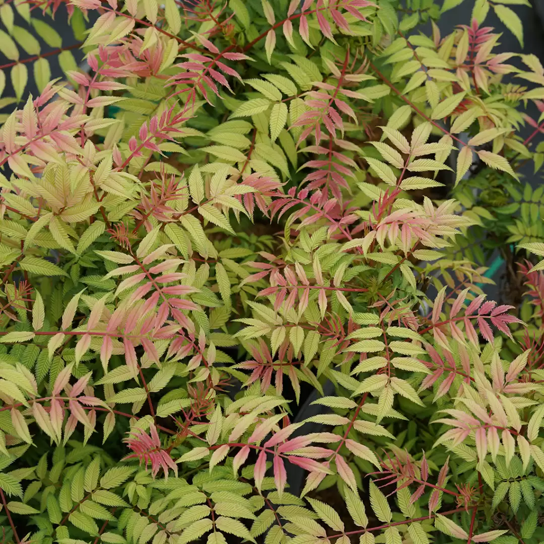 Sorbaria Mr. Mustard in spring with pink, red, yellow, orange, and green foliage.