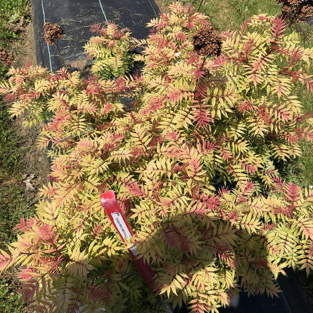 The yellow, orange, and red foliage of Mr. Mustard Sorbaria in spring