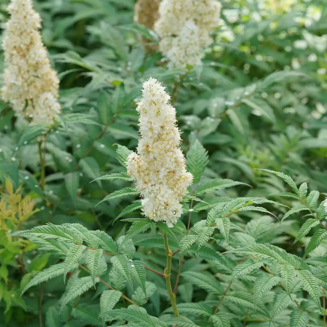 Sorbaria Mr. Mustard in summer with white blooms and green foliage.