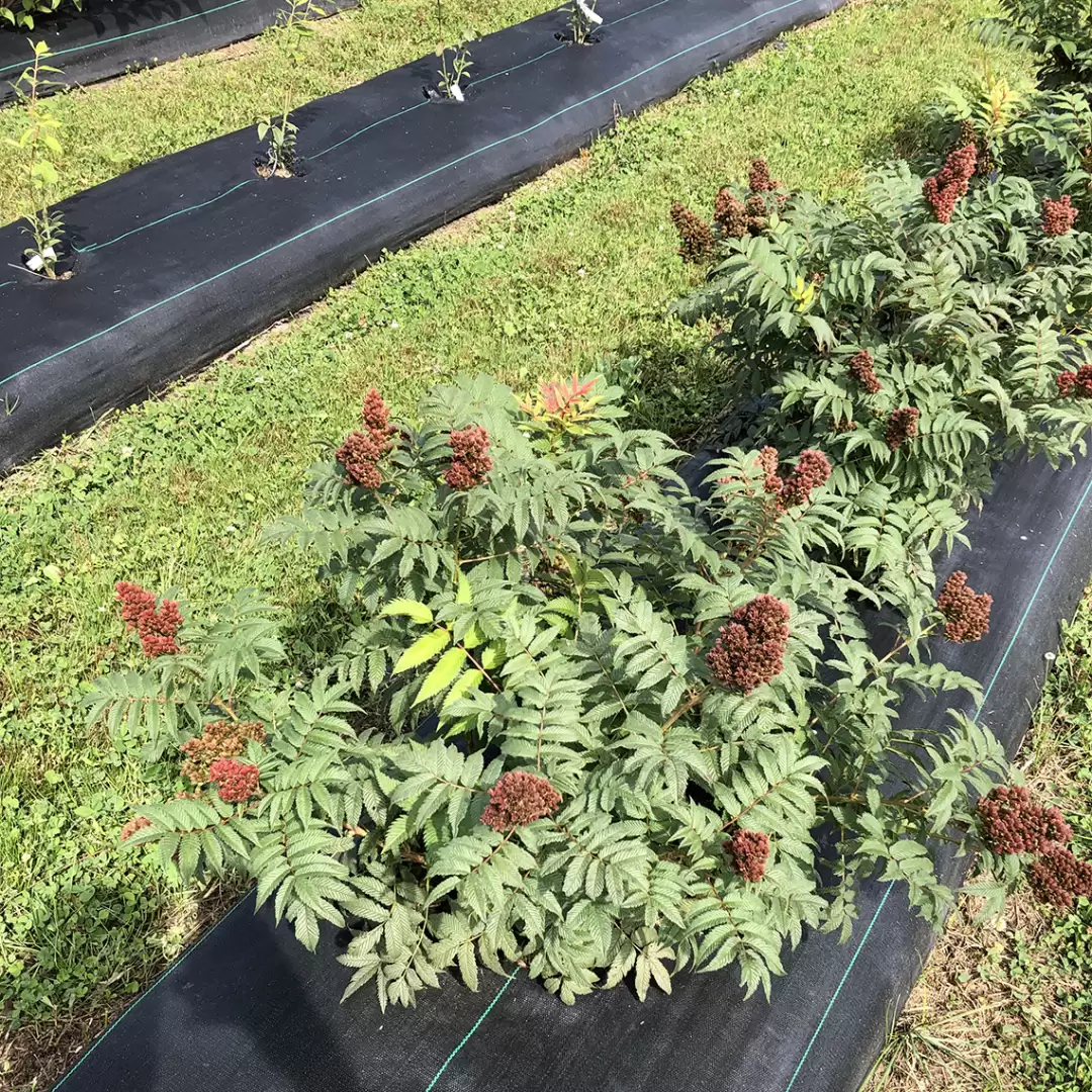 Mr. Mustard false spirea's small habit in trial field