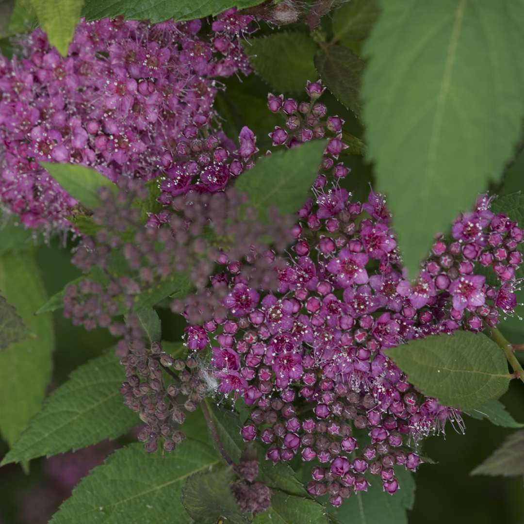 Close up of pink Double Play Artisan Spiraea flowers