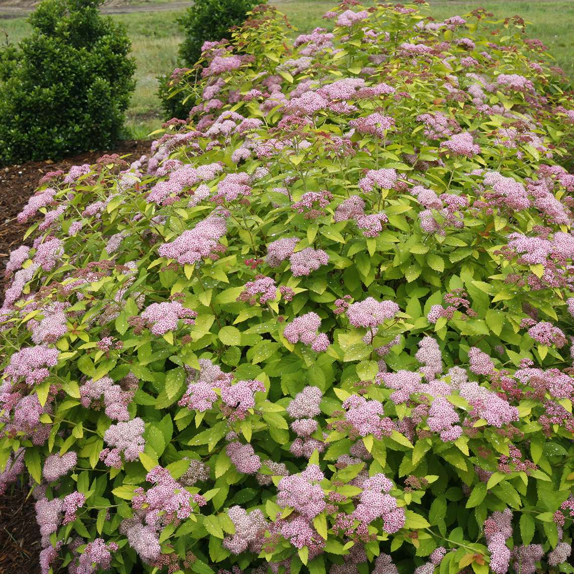 Light pink flowers cover the mounded Double Play Big Bang Spiraea