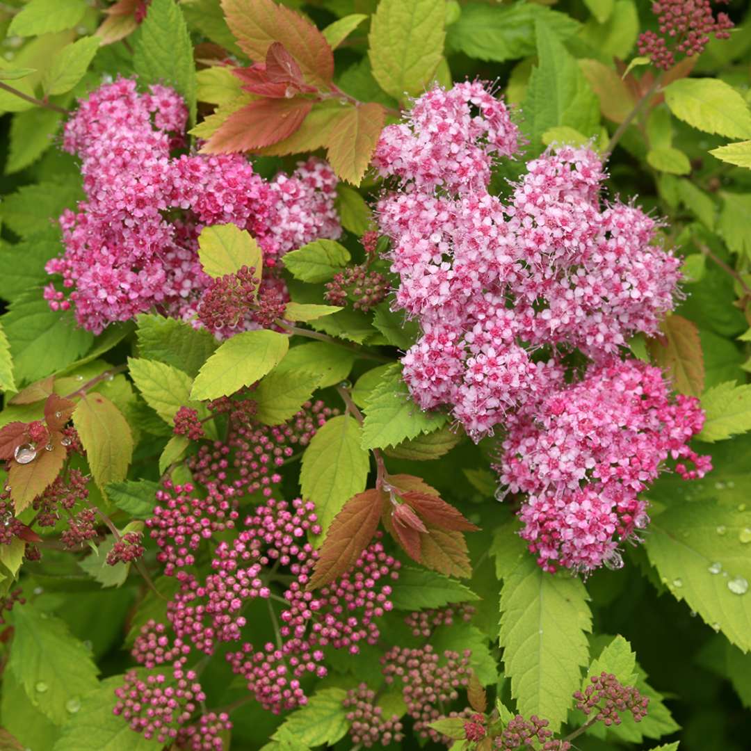 Close up of pink Double Play Big Bang spirea flowers and lime green foliage